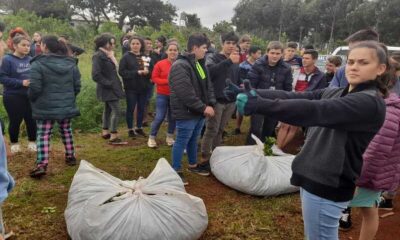 Técnicas de poda y cuidado de planta y suelos en Capioví, Ruiz de Montoya y Azara