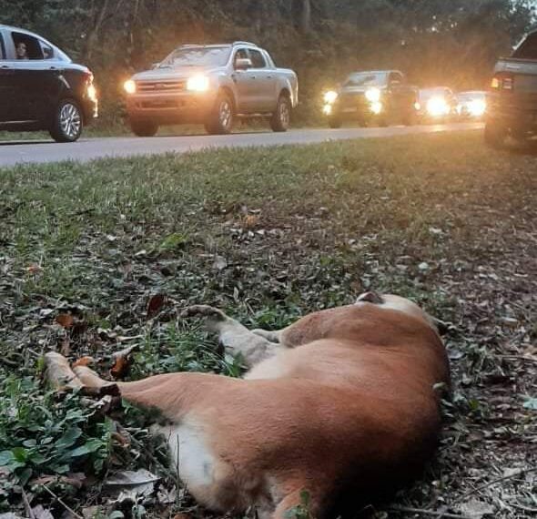 Atropellaron a un puma en el Parque Nacional Iguazú