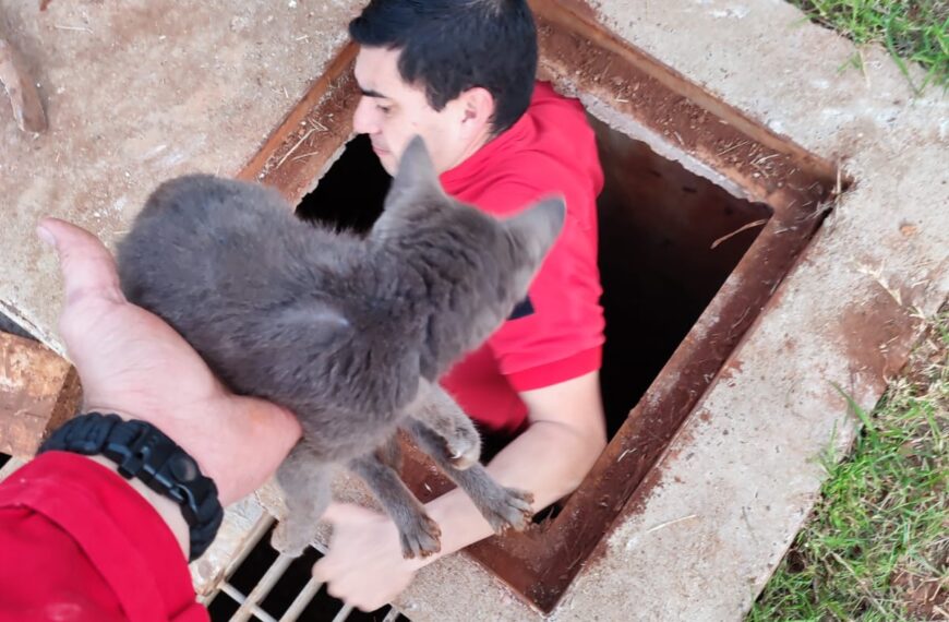 Bomberos y Policías rescataron a un perro tras caer a un pozo de agua y pusieron a salvo a un gato atrapado en una alcantarilla
