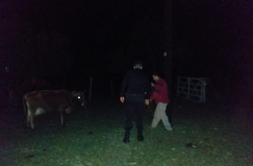 Intentaron robarle la vaca a un vecino de 25 de Mayo, pero la policía lo evitó