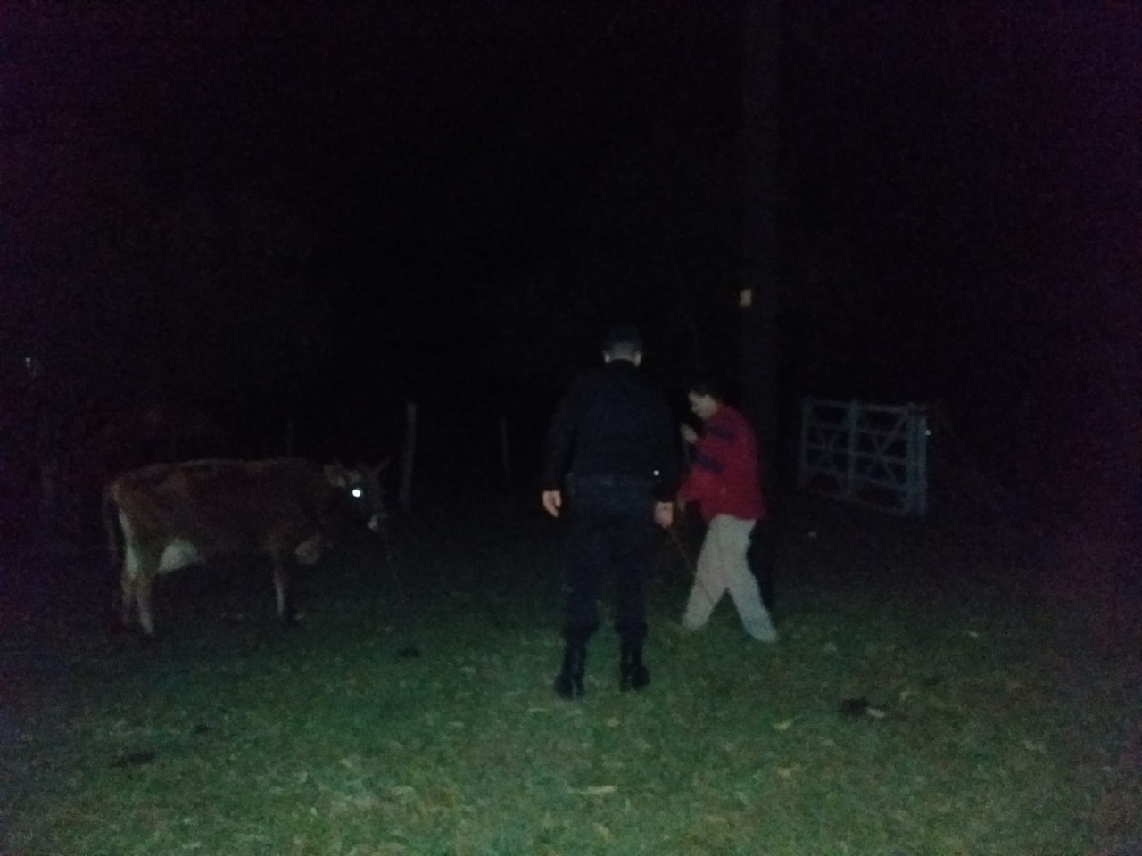 Intentaron robarle la vaca a un vecino de 25 de Mayo, pero la policía lo evitó