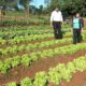 Fortalecen el acompañamiento a productores hortícolas de Eldorado