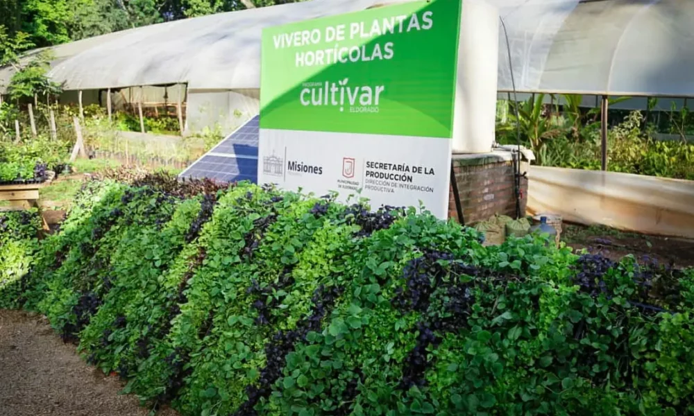 El programa Cultivar Eldorado profundiza la asistencia a los productores