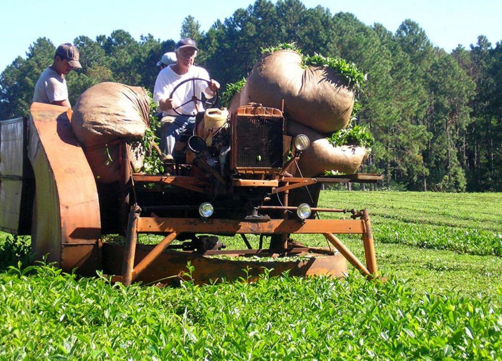 Misiones celebra el acuerdo en el precio del té y se inicia la cosecha