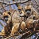 Ante el peligro de extinción, el Mono Carayá será declarado Monumento Natural Provincial