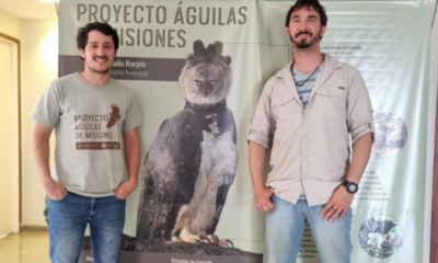 Descubren el primer nido de Águila Viuda para Argentina en un Área Protegida de Misiones