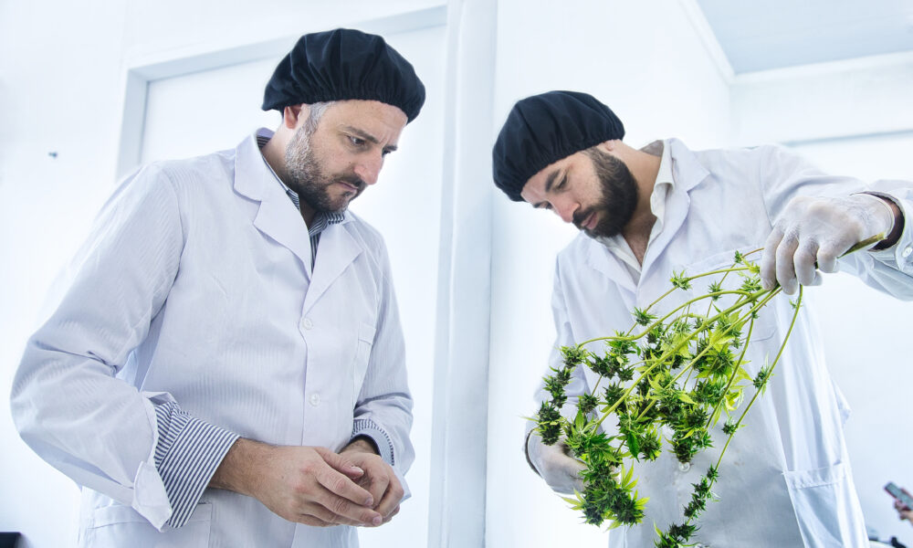 Comenzó la cosecha de cannabis en Biofábrica de Misiones