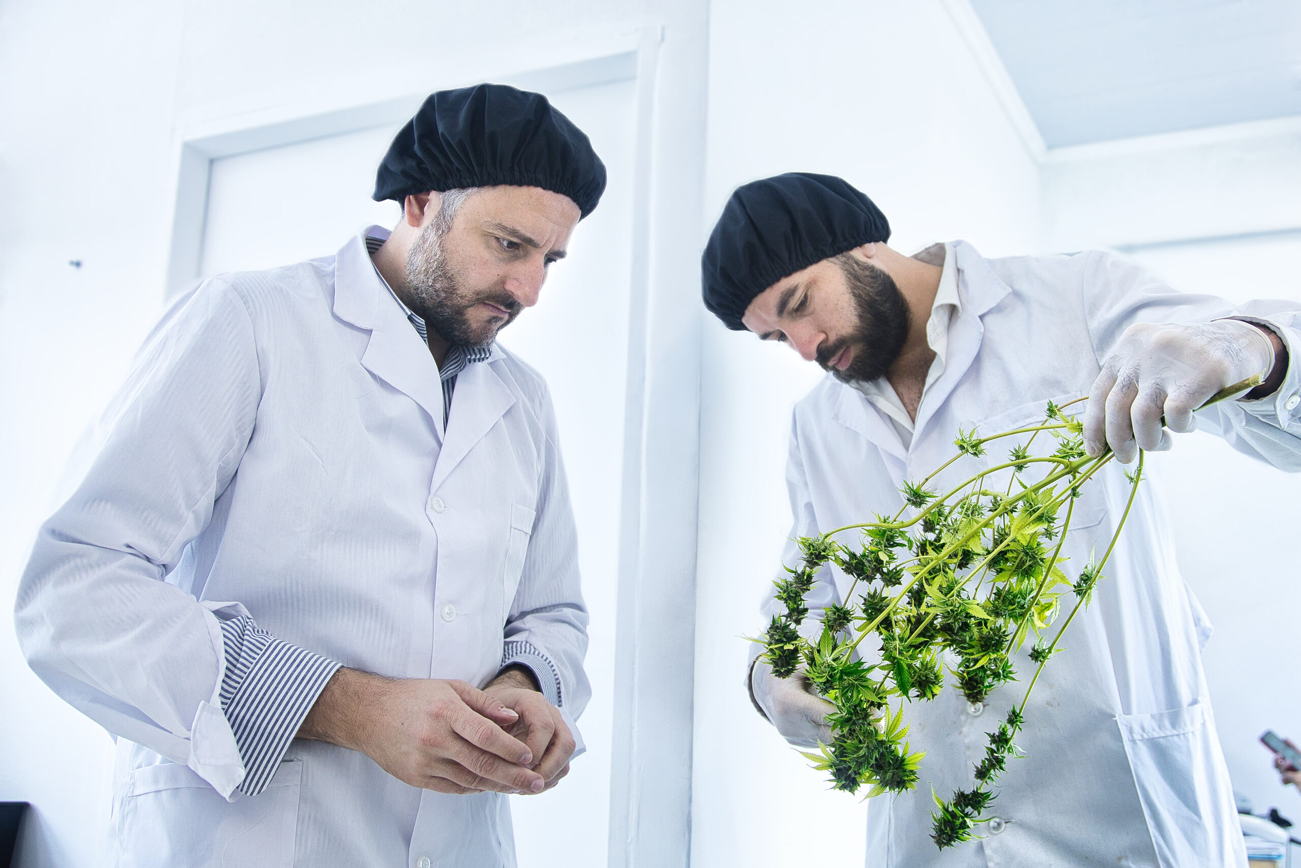 Comenzó la cosecha de cannabis en Biofábrica de Misiones