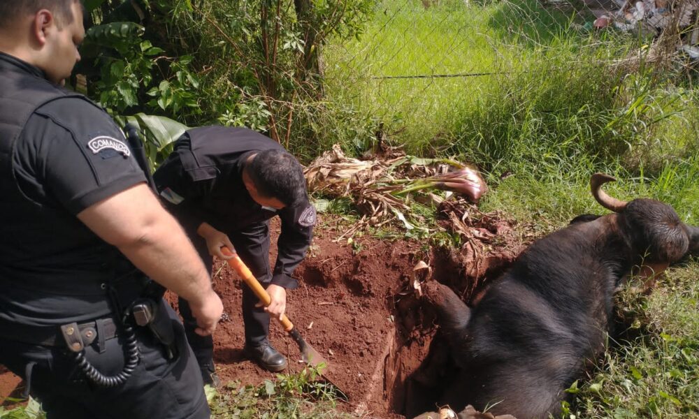 Policías y vecinos rescataron a un búfalo que cayó dentro de un pozo en Eldorado