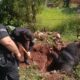 Policías y vecinos rescataron a un búfalo que cayó dentro de un pozo en Eldorado