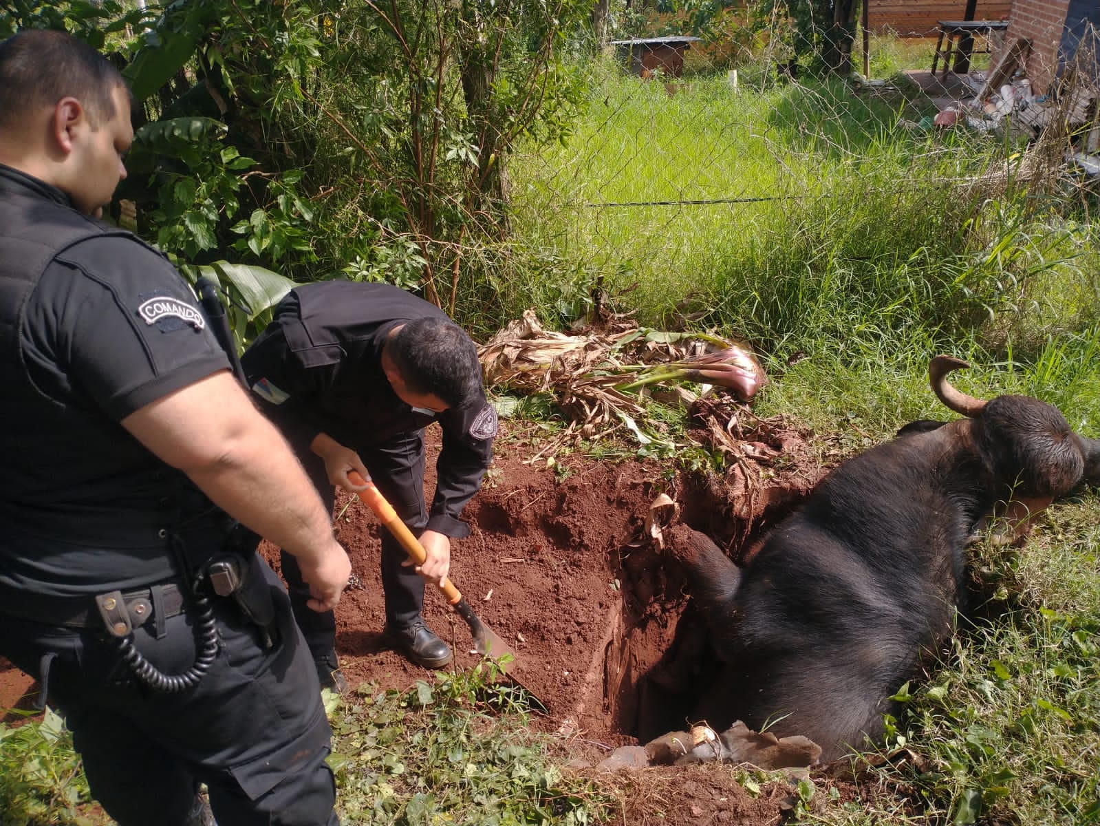 Policías y vecinos rescataron a un búfalo que cayó dentro de un pozo en Eldorado