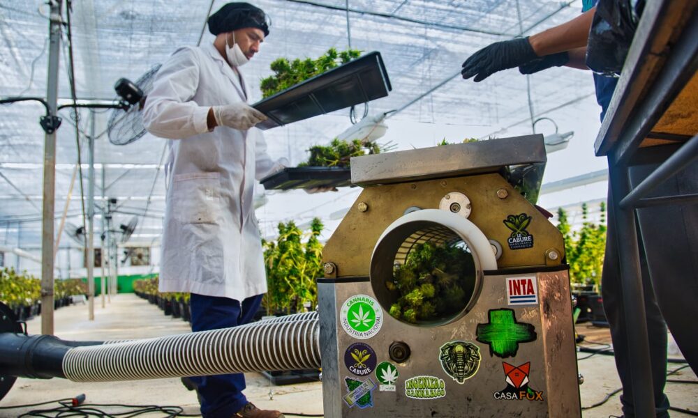 Cannabis medicinal: Biofábrica arranca la etapa de cosecha a escala industrial