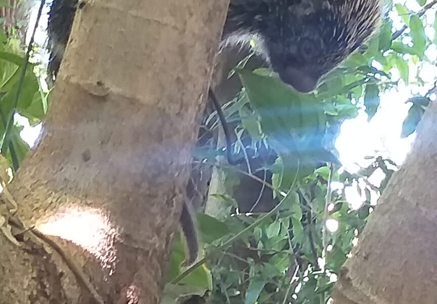 Guardafaunas de Eldorado rescataron a un puercoespín