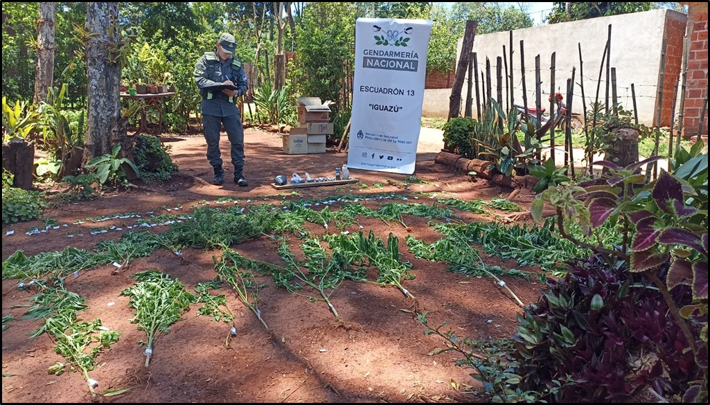 Gendarmería Nacional detectó una plantación de marihuana en una zona rural de las 200 hectáreas de Iguazú