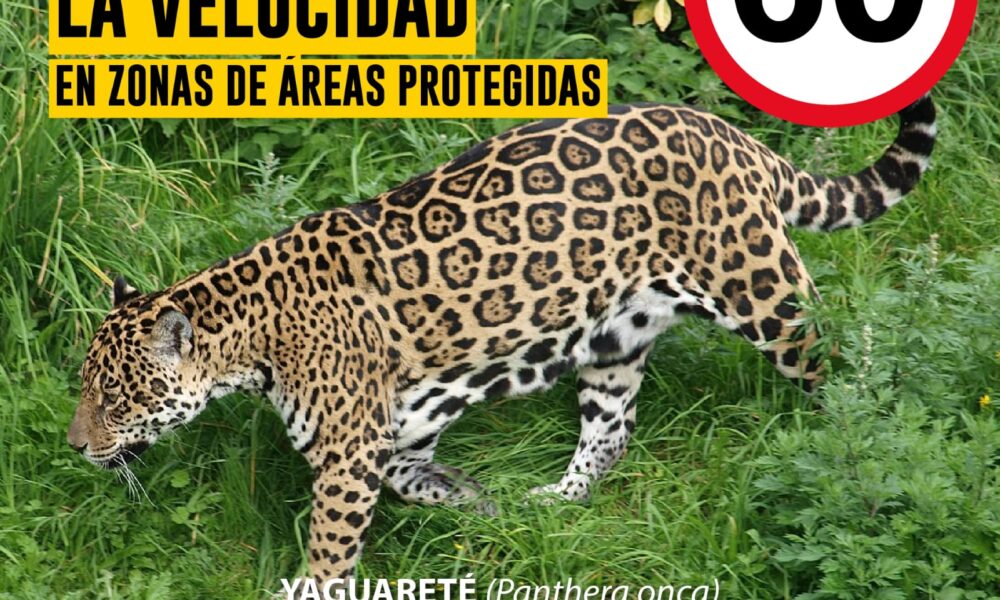 Según la Fundación Vida Silvestre, en Argentina quedan menos de 250 yaguaretés