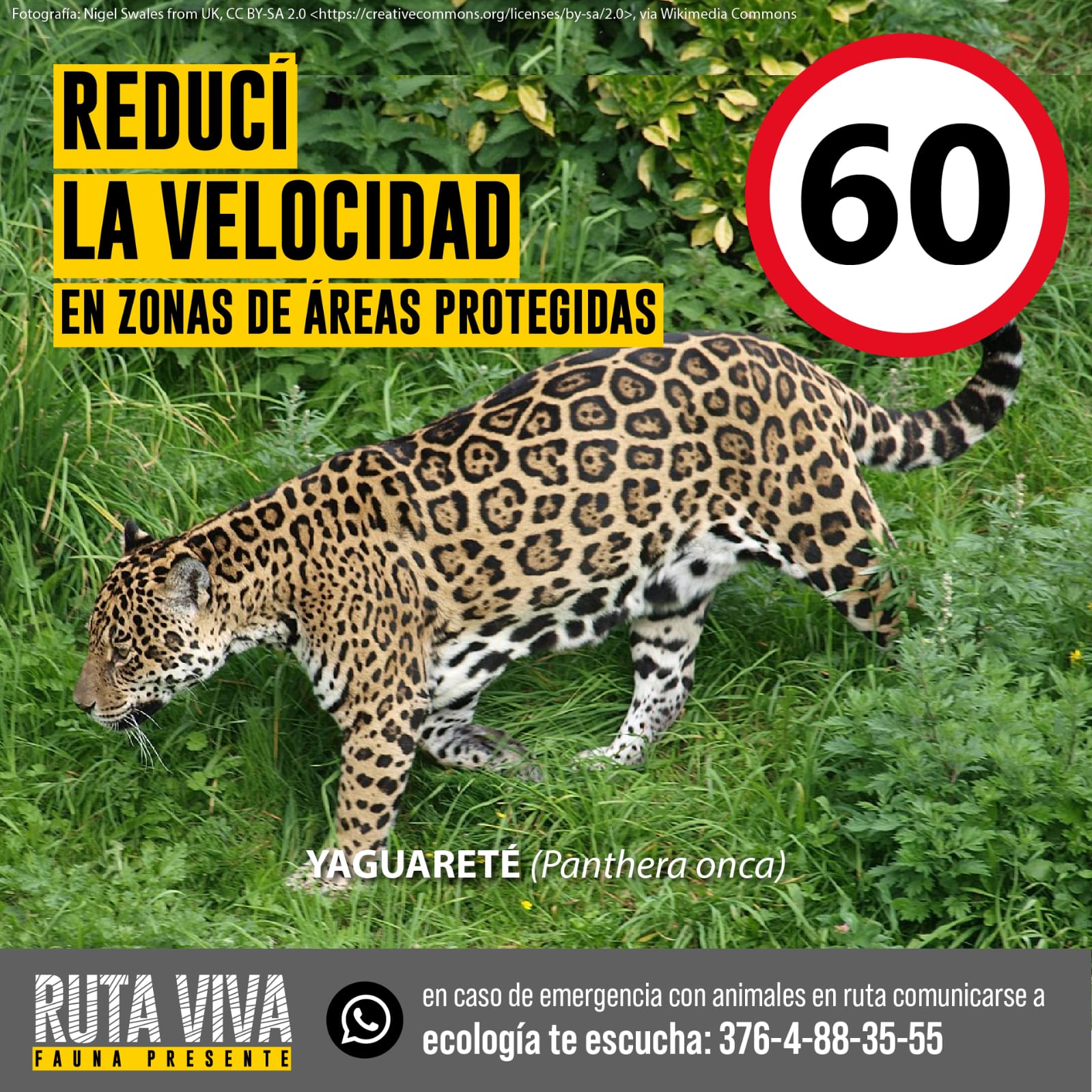 Según la Fundación Vida Silvestre, en Argentina quedan menos de 250 yaguaretés