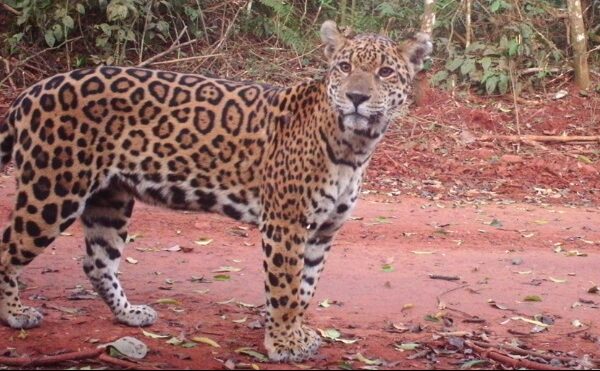Día del Yaguareté: el partido decisivo que enfrenta el felino más grande de nuestro país