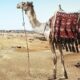 Qué es el "Virus del Camello" que afecta a los jugadores de Francia