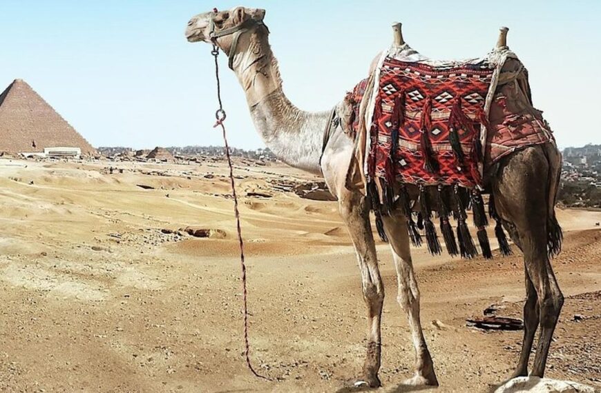 Qué es el "Virus del Camello" que afecta a los jugadores de Francia