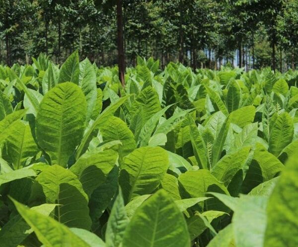 Hoy pagan más de $865 millones a productores tabacaleros