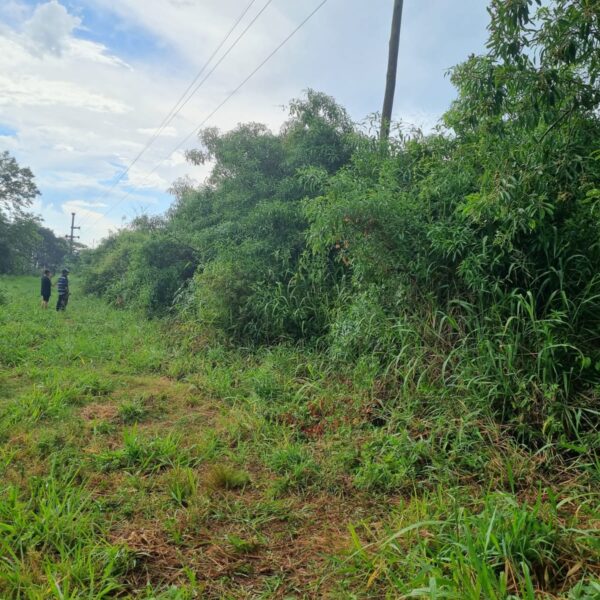 Hallaron el cuerpo de una mujer en un baldío de la ciudad de Oberá: se investigan las causales del deceso