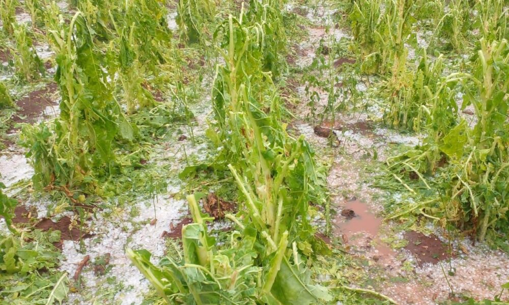 Fuerte temporal con caída de granizo afectó a plantaciones de colonos sobre Ruta Provincial N° 13