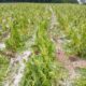 Fuerte temporal con caída de granizo afectó a plantaciones de colonos sobre Ruta Provincial N° 13