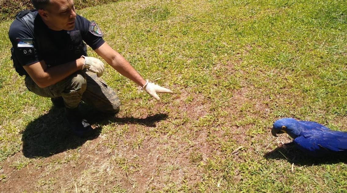 Rescataron a dos coatí en cautiverio y resguardaron un guacamayo azul, especie en peligro de extinción