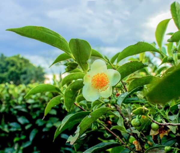 Nuevo precio para el brote de té: $17,50 por kilo