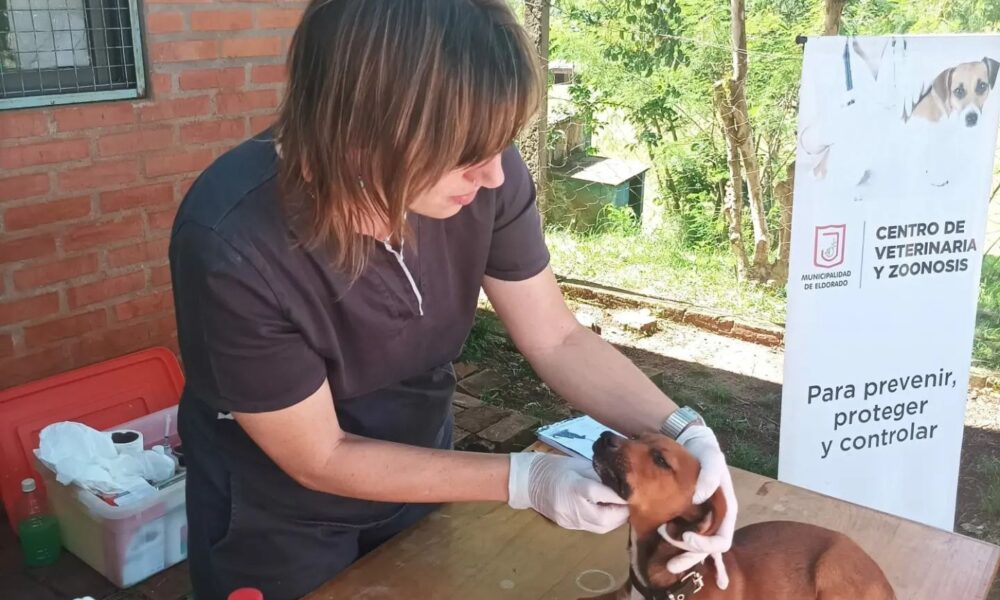 Más de 15 mil mascotas recibieron atención durante el 2022 en el Centro de Veterinaria y Zoonosis