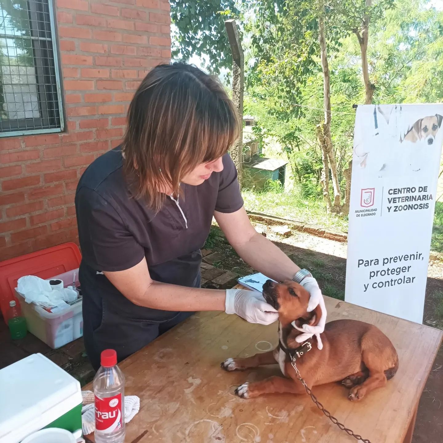 Más de 15 mil mascotas recibieron atención durante el 2022 en el Centro de Veterinaria y Zoonosis