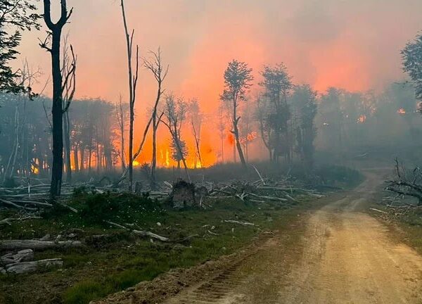 El Gobierno nacional creó una unidad de delitos ambientales