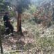 Un motosierrista murió aplastado por un árbol en San Vicente