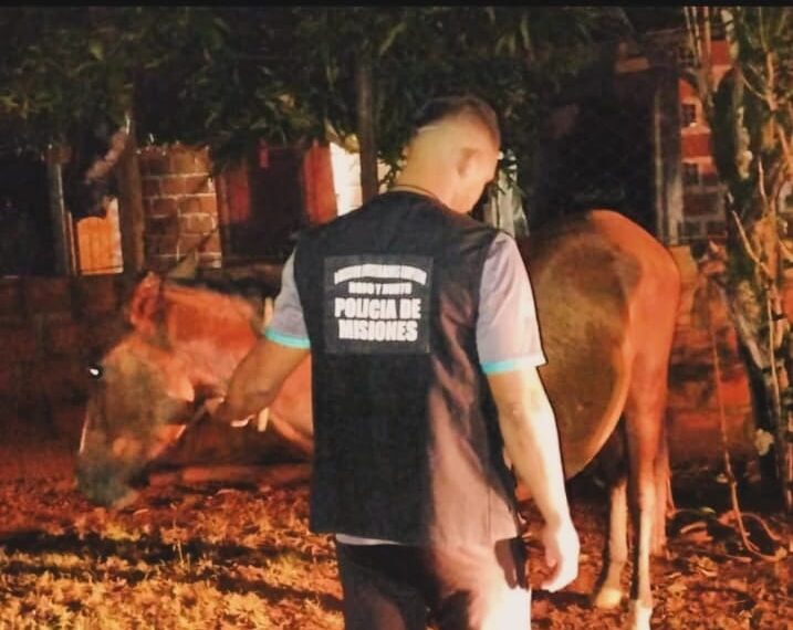 Robaron un caballo y lo ofrecían por marketplace: Policías lo recuperaron
