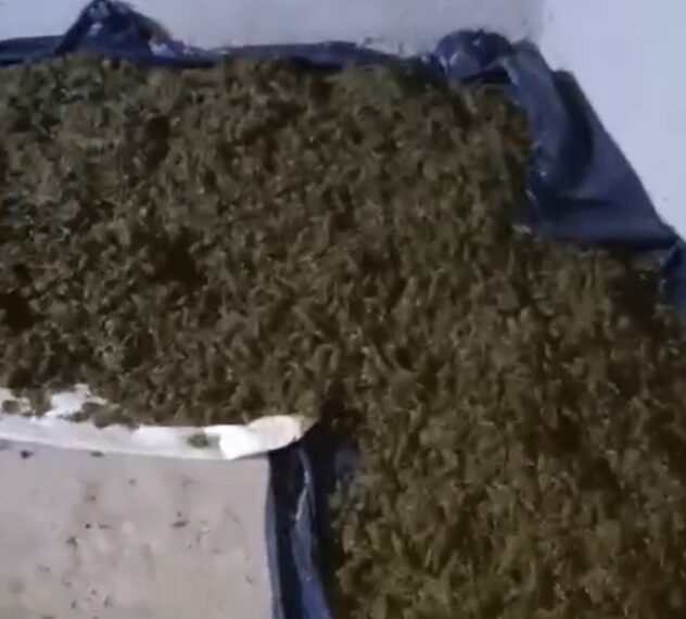 Narcoescondite en Puerto Esperanza: incautaron más de 40 kilos de cogollos de marihuana en una casa abandonada (CON VIDEO)