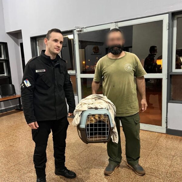 Oberá: Rescataron un coati atropellado en un camino vecinal