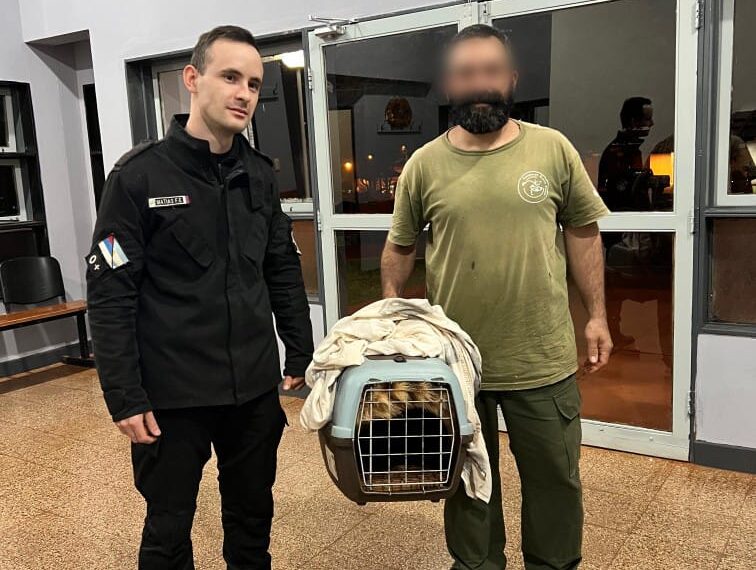 Oberá: Rescataron un coati atropellado en un camino vecinal