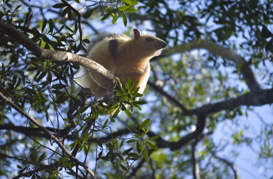 Un oso melero rescatado fue reinsertado en su hábitat natural