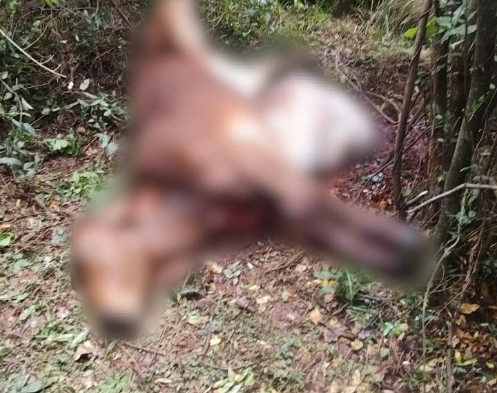 Azara: Sorprendieron a dos hombres faenando una vaquilla dentro de campo privado y terminaron detenidos