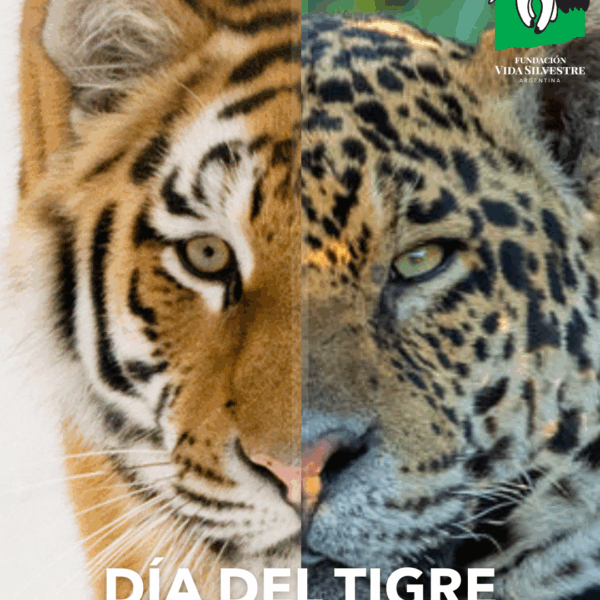 Misiones, el refugio del yaguareté, el felino más emblemático de la Argentina 