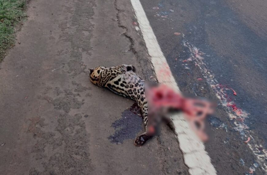 Un ocelote fue atropellado en la Ruta Nacional Nº12