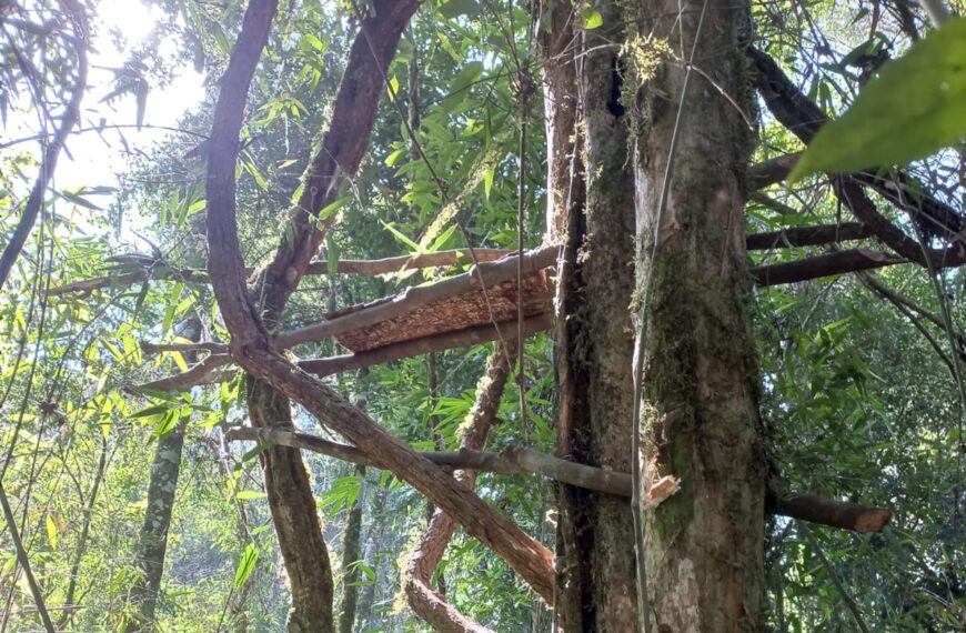 Guardafaunas destruyen puesto de caza ilegal dentro de la Reserva Privada Suiriri