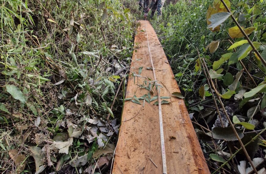 Armas, sobrado camuflado y tala en zona protegida: dos operativos clave de la Policía Ambiental en Misiones