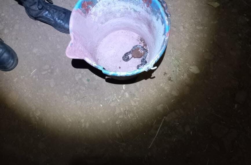 Rescatan en Eldorado a un pichón de yarará y lo liberan en su hábitat segura