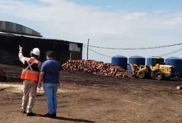 Ecología inspeccionó un aserradero de San Vicente acusado de daño ambiental