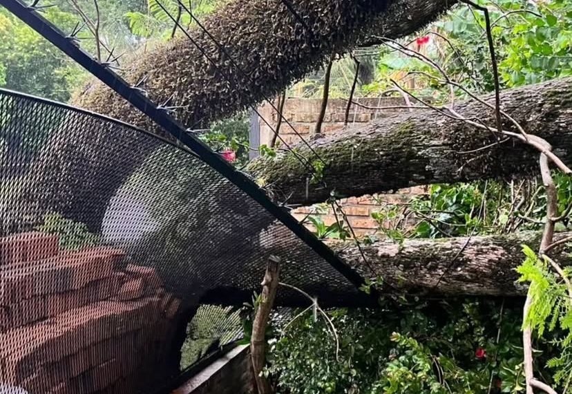 Tormenta en Misiones: caída de árboles, cables sueltos y daños estructurales movilizaron a la Policía