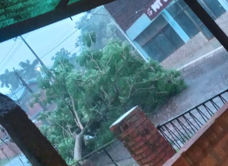 Eldorado: La tormenta provocó caída de árboles y cortes de luz (Con videos)