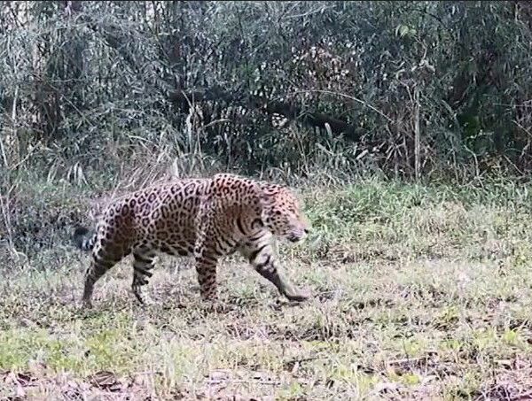 No proteger al yaguareté significa poner en peligro el equilibrio del ecosistema misionero