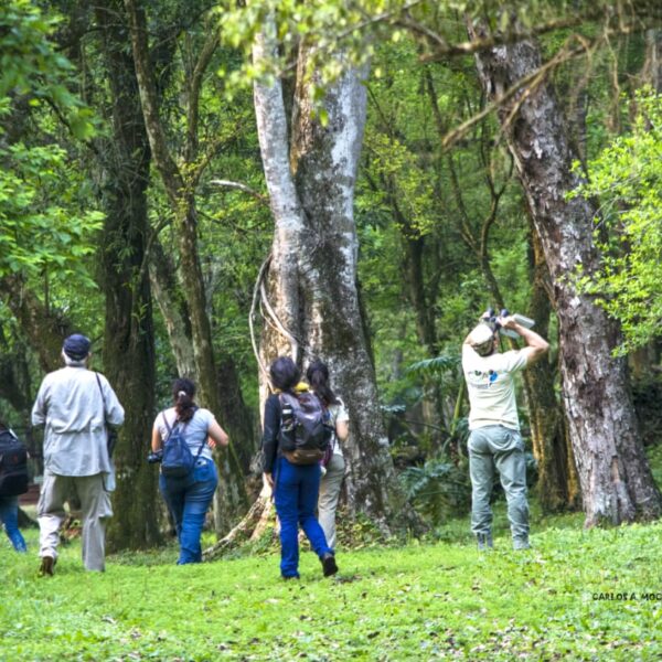 Invitan a una jornada de observación de aves en Eldorado