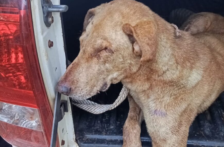 Eldorado: Tres hombres detenidos con perros desnutridos presuntamente usados para caza furtiva